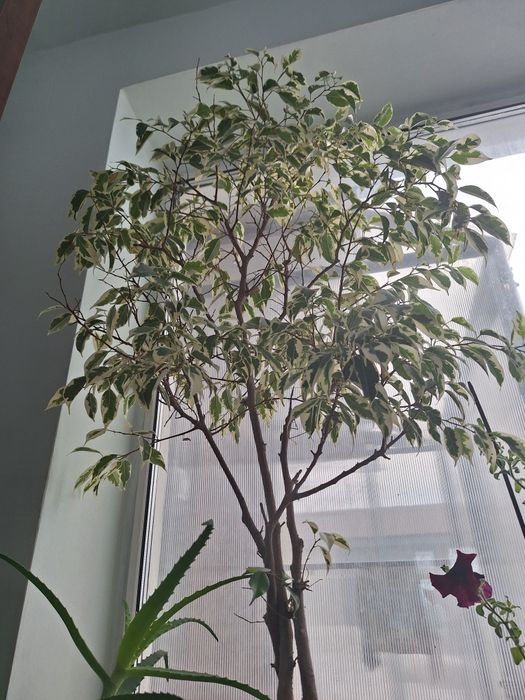 Фикус Бенджамина.