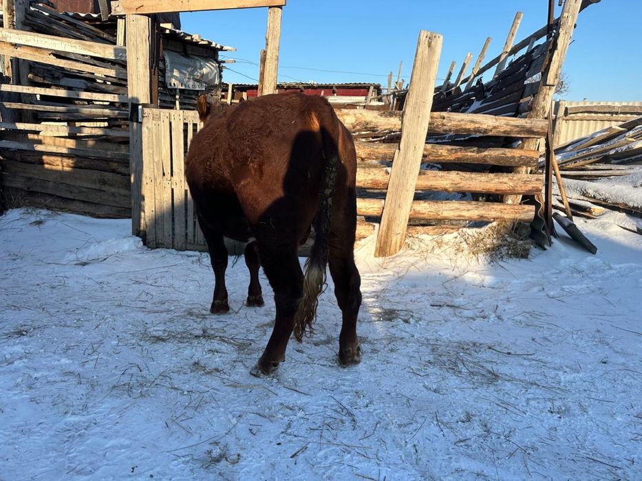 Продам быка на племя