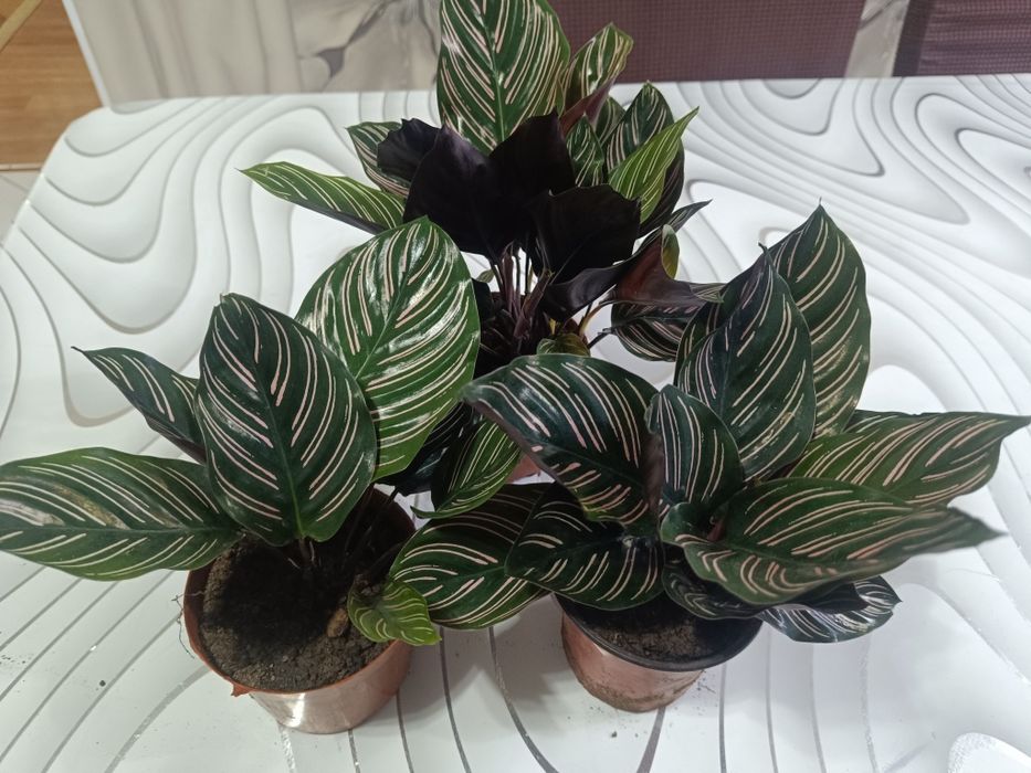 Комнатные  цветы