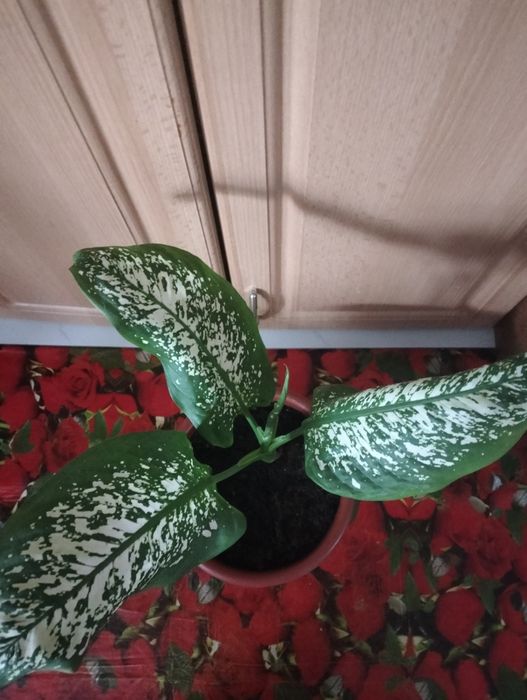Продам Цветок Дифенбахию!