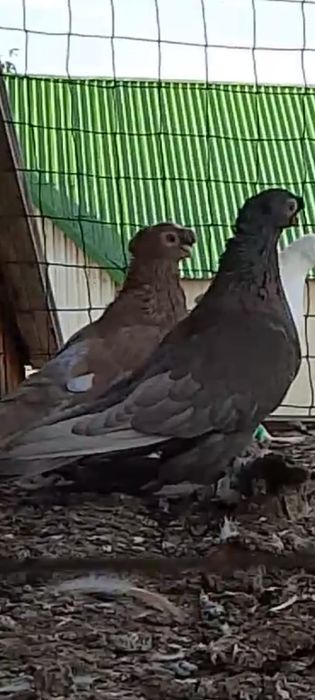 Голуби, продам готовую пару голубей