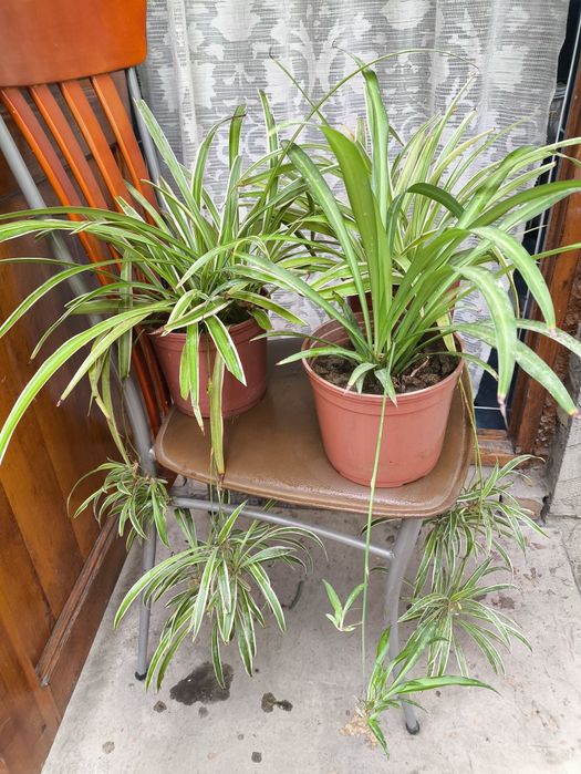 Комнатные цветы из дома