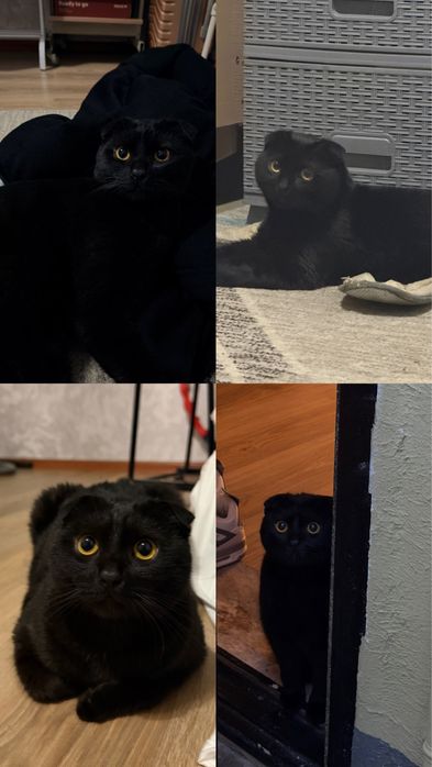 Продам кота в хорошие руки