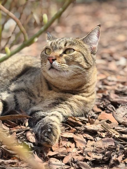 Молодая кошечка ищет дом