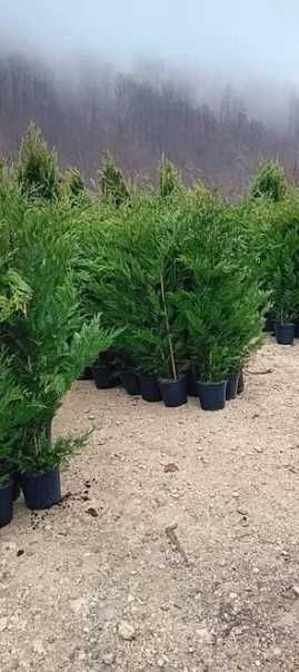 Leylandii pentru Intimitate si Protectie