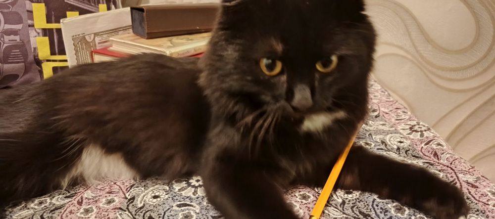 Отдам в добрые руки котика
