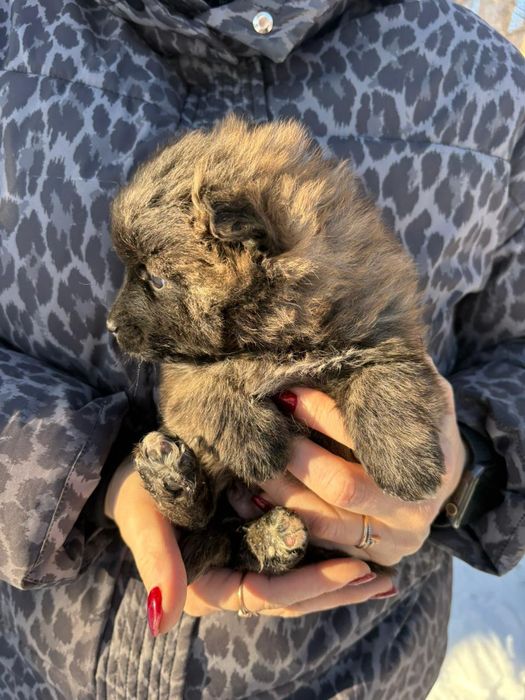 Щенки в добрые руки!