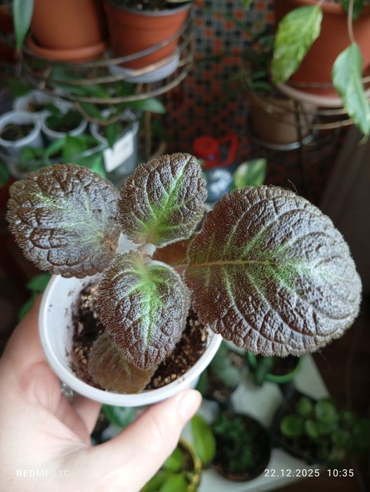 Продам отростки, суккуленты