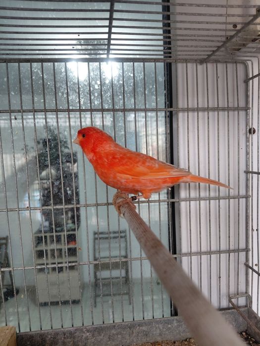 Vand canari Eforie Sud