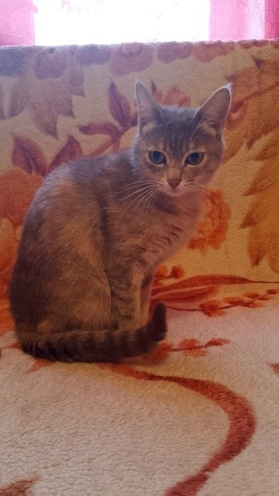 Маленькие котята ищут дом