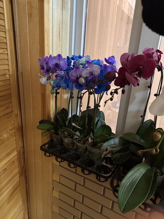 Орхидеи 9 сортов