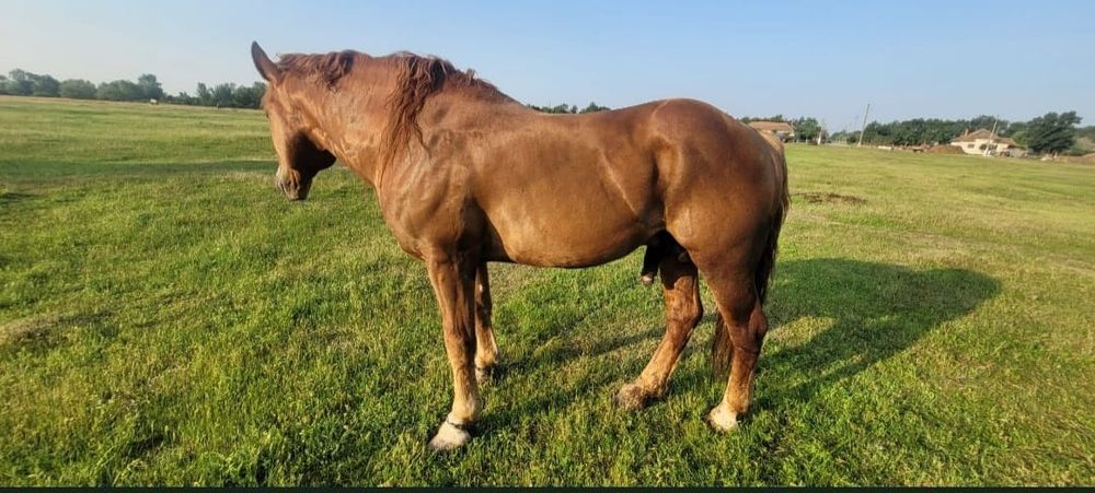 Vând Armăsar șarg