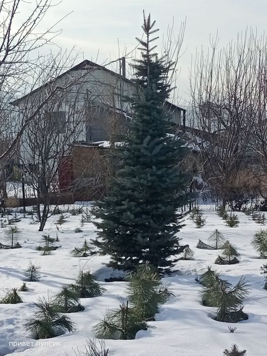 Ёлки голубые и зеленые за метр