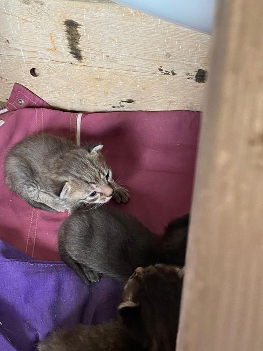 отдаю в добрые руки