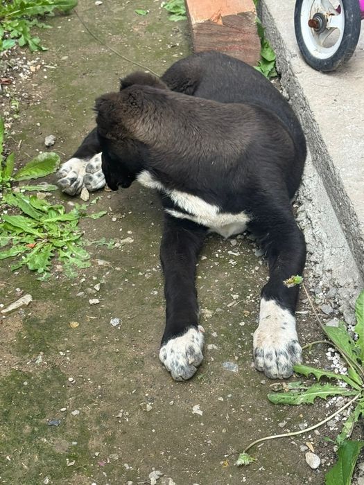 Алабай ұрғашы 4 айлық линия бәрі бар