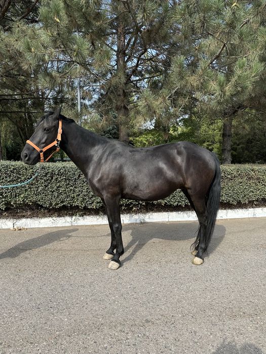 Кобыла с жеребенком