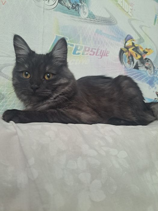 кошка, отдам бесплатно