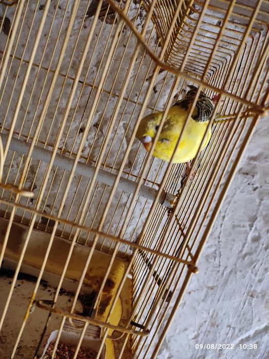 Papugaylar bor sogʻlom