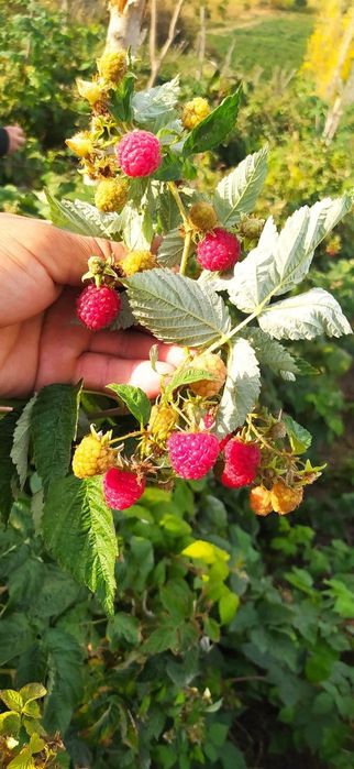 Местные малина кучатлари