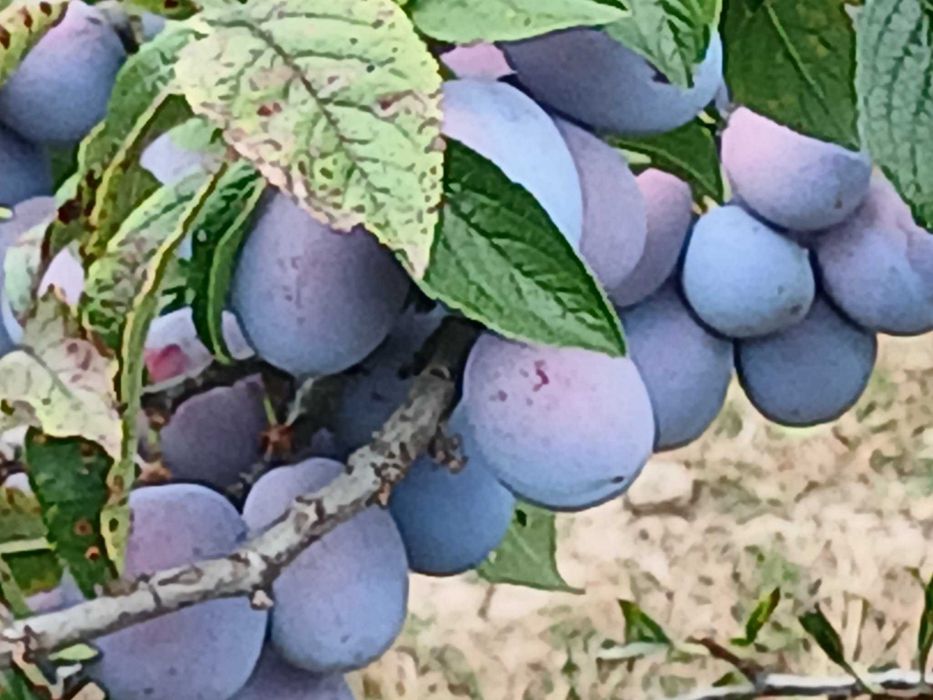 Vand prune bio, proapăt culese