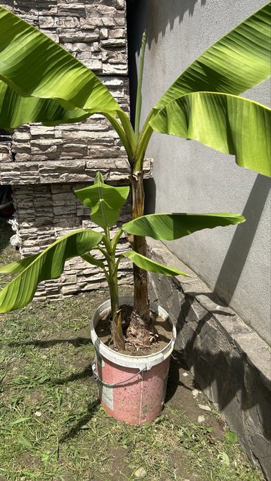 Banani / Bananieri
