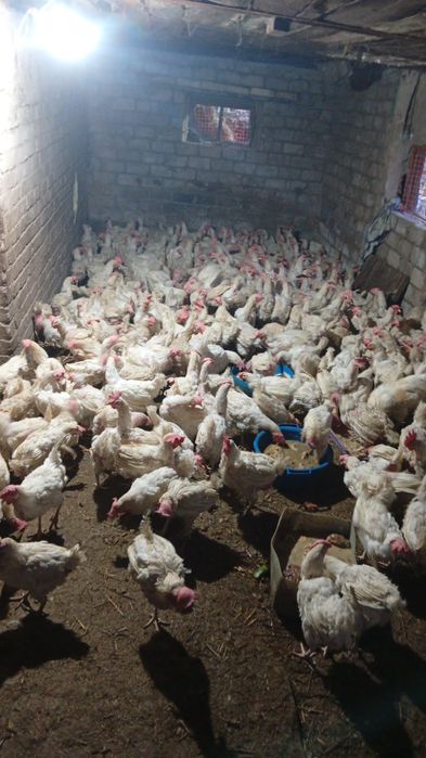 Продам мясо кур тушками