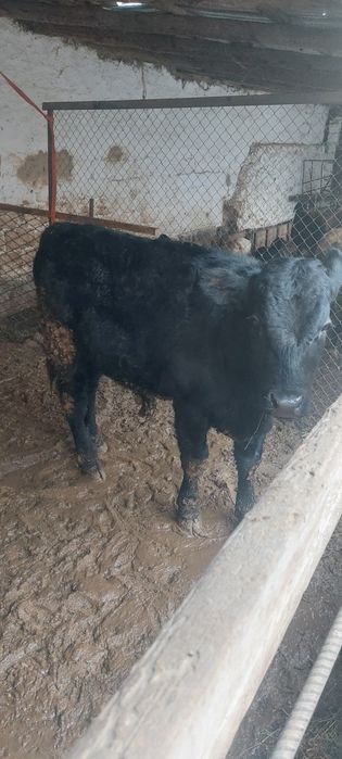 Аулеколь и Ангус