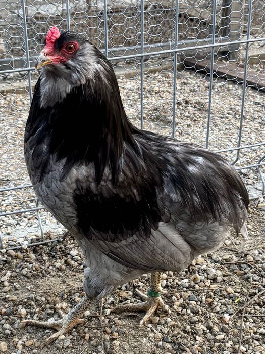 De vanzare cocosi Araucana iulie 2025.