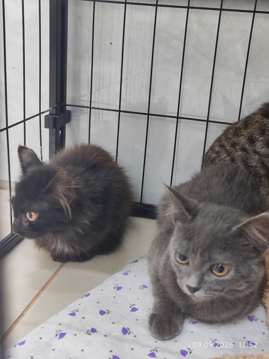 Отдам котят в добрые руки