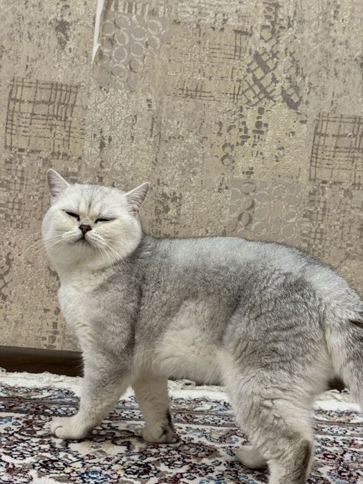 Вязка ! чистакровная Серебрестая Шиншилла NS11 приглашаем кошек честок