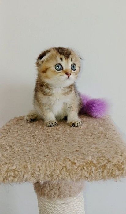 Скоттиш фолд кошки