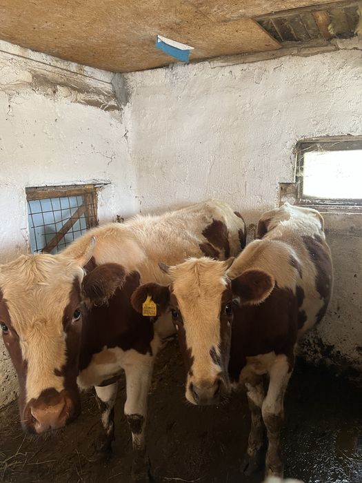 Продам корову и телок