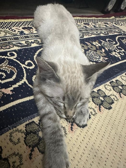 Продам котика (мальчик)