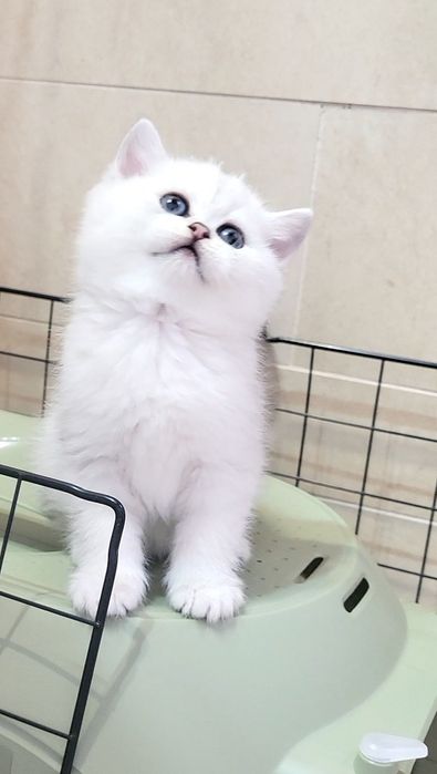 British shorthair & longhair chinchilla