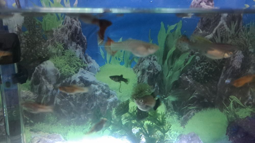 Продам аквариум с рыбками