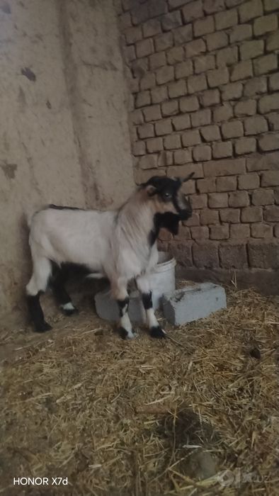 Takacha sotiladi, 28 kg