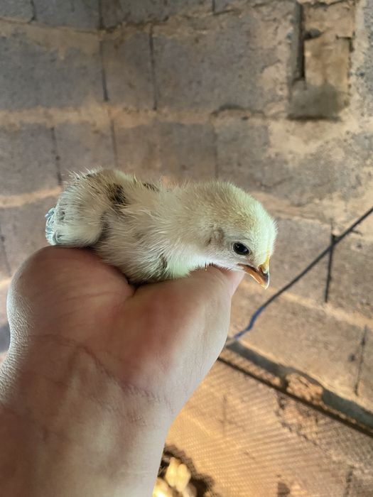Продам цыплят домашние