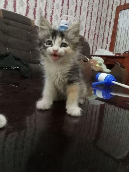 Telefon kotarmasam telegramdan yozing