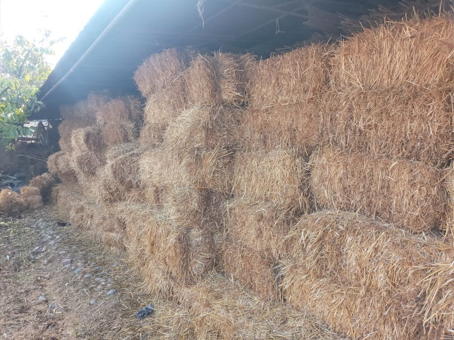 Somon press sotiladi