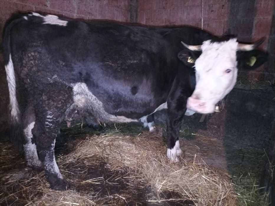 Vacă gestantă de lapte