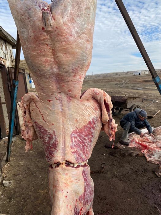 Принимаем мясо говядины конины баранины