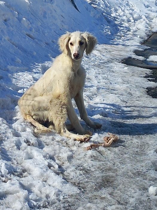 Продам Шенка Тазы