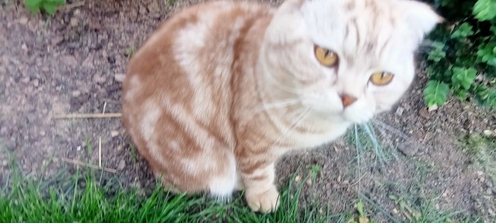 Scottish fold mushik sotiladi