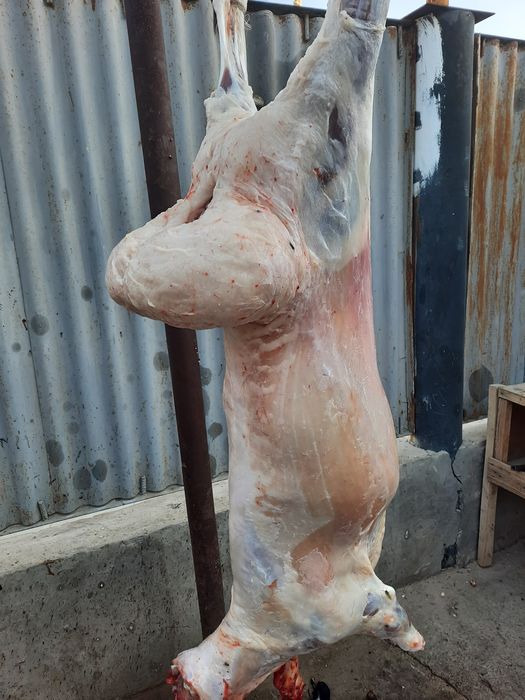 Май семиз кой токты тусак кошкар