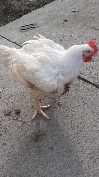 Pui alb ,gaini de carne