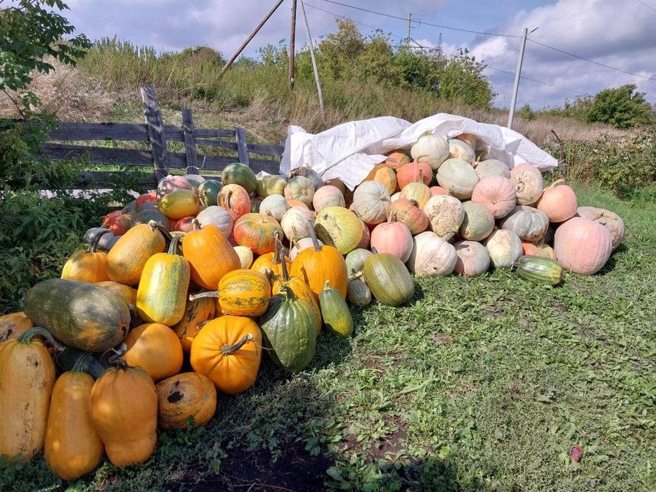 Продам тыкву, много.