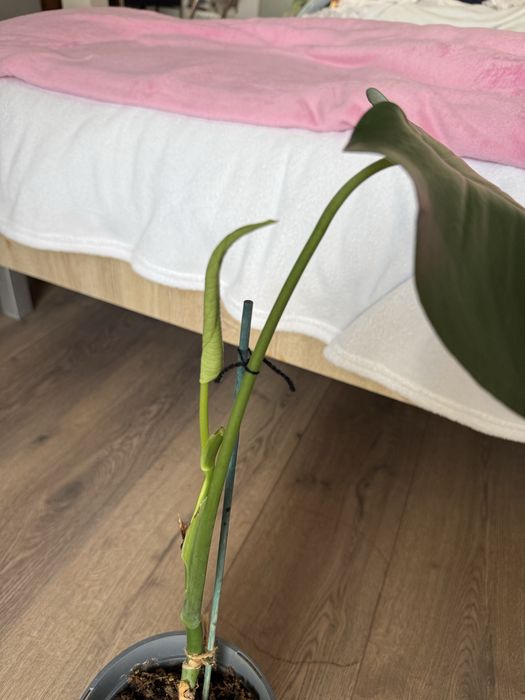 Monstera Deliciosa