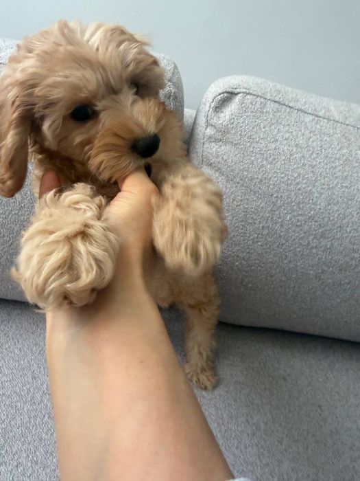 Продается щенок Мальтипу F-1