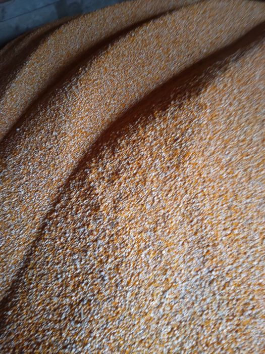 VIND GRAUNTE  PIONER   90 95 foarte uscate cu umiditate 16  ,17