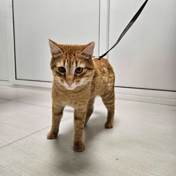 Коте на годинка спешно търси дом